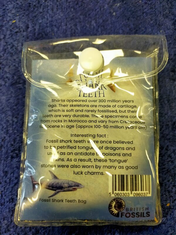 Fossil Shark Teeth Bag - Image 2